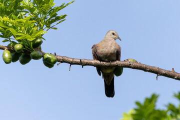 A ruddy ground-dove perched on a branch. It is a small tropical dove from Brazil and South American as know as Rolinha. Species Columbina talpacoti. Animal world. Birdwatching. Birding.