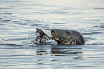 Fototapeta premium Harbor Seal Eating a Fish Dinner while swimming in the Hyannis Harbor 