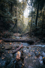 autumn in the woods
