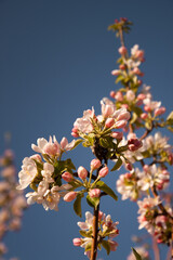 Selective focus of beautiful branches of pink Cherry blossoms on the tree under blue sky.