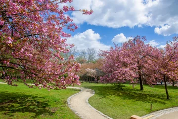 Zelfklevend Fotobehang Beautiful landscape of pink cherry blossoms - cherry tree alley and garden path in a Japanese garden in Hasselt © Marat Lala