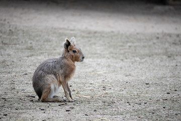 Patagonian mara animal with empty negative space for graphic design