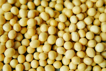 close up of Raw soy bean seed 