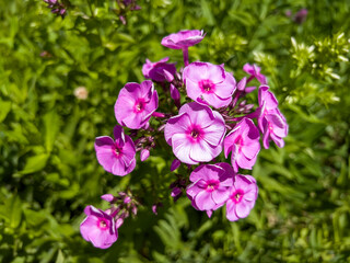Phlox paniculata is a species of flowering plant in the phlox family.