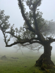 Tree in the fog