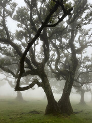 Trees in the park covered with fog