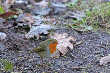 Robin on the ground in winter