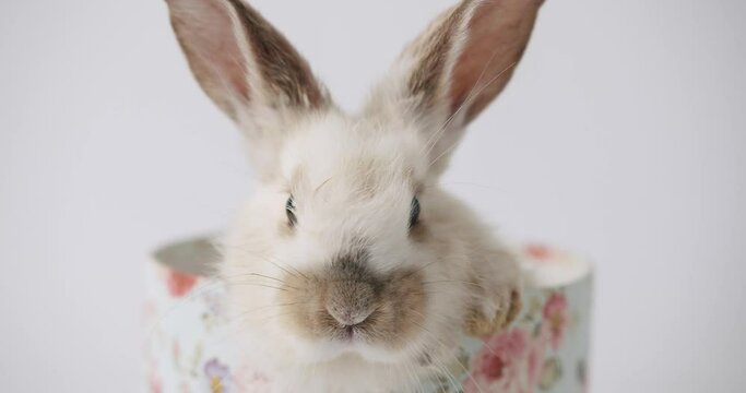 Collage from many footage for Happy Easter Concept. Little Bunnies on isolated Background with many coloured eggs. Happy Easter day. Funny Cute fluffy rabbit, Symbol of easter day festival.