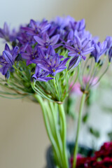 Close up of a pretty blue flower