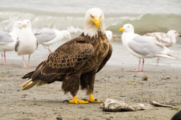 Seeadler