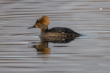 Hooded Merganser (Lophodytes cucullatus) Drifting on a Lake