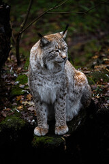Portrait of an Eurasian Lynx (Lynx lynx)