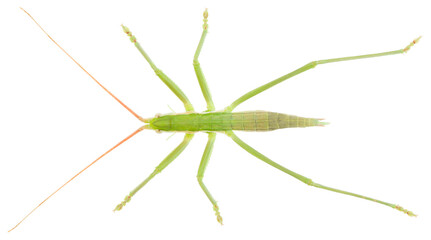 Saga pedo is a species of bush cricket (Tettigoniidae) also known as the predatory bush cricket, or the spiked magician. Dorsal view of Saga pedo isolated on white background.