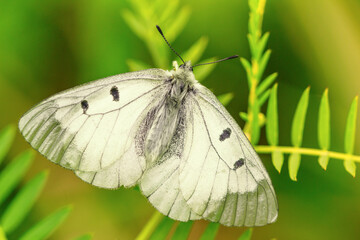 The clouded Apollo Parnassius mnemosyne is a butterfly species of the family of swallowtail butterflies (Papilionidae). Dorsal view of white swallowtail butterfly.