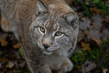 Portrait of an Eurasian Lynx (Lynx lynx)
