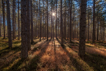 Landscape in pine forest