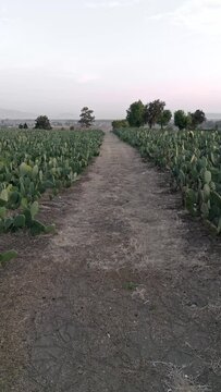 Aerial drone view across a nopal row field during sunset