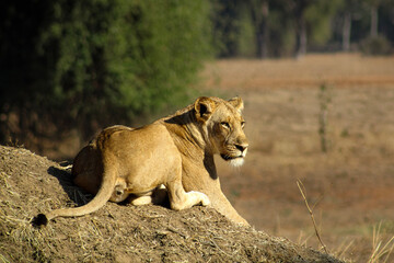 lioness watching her territory