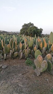Panorama aerial drone shot over a nopal field during sunset. Close up