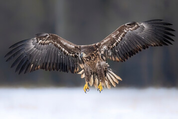 Sea eagle or white tailed eagle ( Haliaeetus albicilla)
