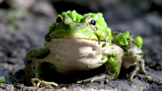 Green frog in the wild. Pelophylax ridibundus. Close up.