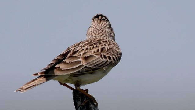Eurasian Skylark, Alauda arvensis, in the habitat close up.