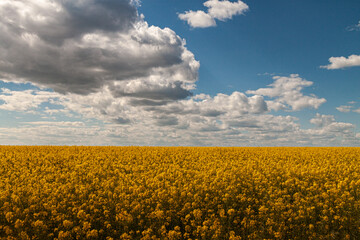 Fototapeta premium Blooming rape field on a spring. Yellow flowers and blue sky.