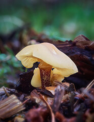 Setas de invierno naranjas entre la hierba en un bosque de pinos en Valsain,Castilla y Leon,Segovia,España