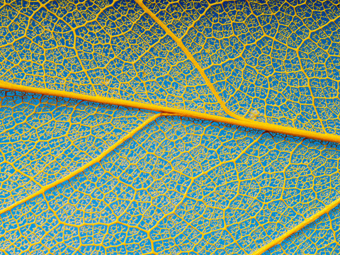 leaf texture, leaf background with veins and cells - macro photography