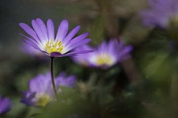 purple flower in the garden