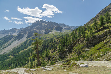 Fototapeta na wymiar Mélèzes d'Europe sur le site naturel du Mont Thabor dans les Alpes françaises en été 