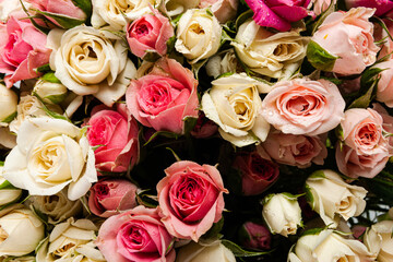Pink roses background. Concept for Valentines Day, Mother Day or wedding