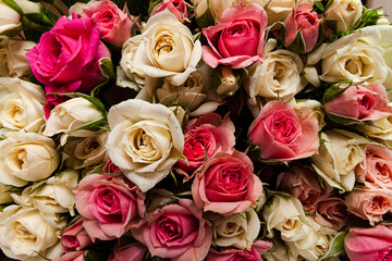 Pink roses background. Concept for Valentines Day, Mother Day or wedding