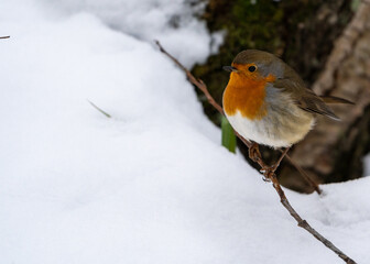 European robin in Snow