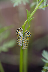 Swallowtail caterpillars eating carrot stems