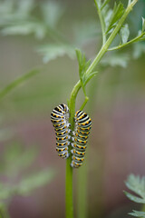 Swallowtail caterpillars eating carrot stems