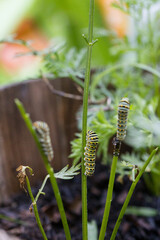Swallowtail caterpillars eating carrot stems