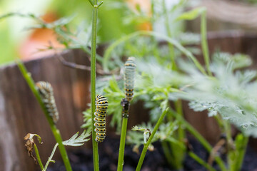 Swallowtail caterpillars eating carrot stems