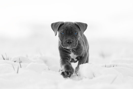 Bandog puppy in snow