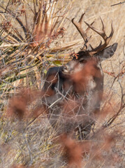 Coues Whitetail Deer Buck in Brush in the Arizona Desert