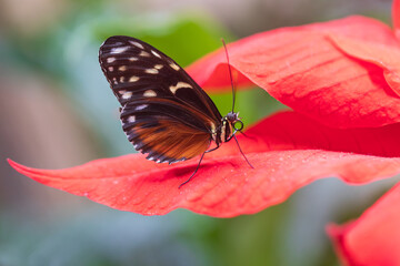 A beautiful large colorful butterfly in its natural habitat.