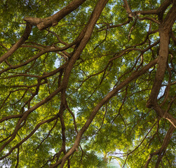 Banyan Tree Branches and Green Leaf Canopy.