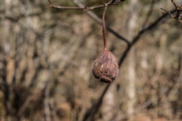Carolina sweetshrub seed pod