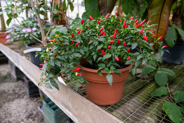 Fototapeta na wymiar A potted ornamental pepper plant shown with bright red peppers ready for use. Other plants and trees are shown in the background at the greenhouse.