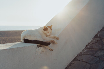 Cute cat resting on a beach