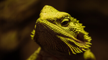 Pogona vitticeps, bearded dragon, lurking in the shadows