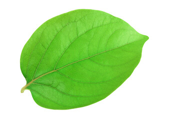 Obraz premium leaf of persimmon fruit isolated on white background with full depth of field. Top view. Flat lay.