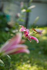 Pink asiatic lilies in garden