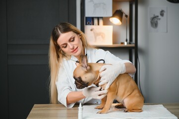 Vet listening dog with stetoscope in veterinary clinic
