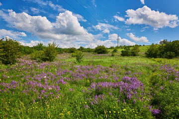 summer landscape with blossoming flowers meadow. wild flowers